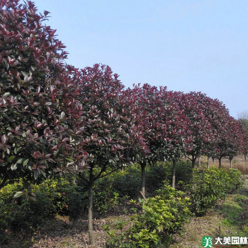 紅葉石楠樹