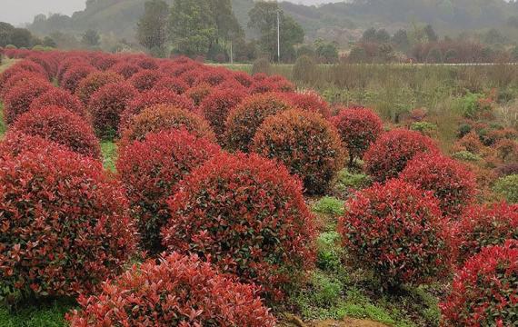 紅葉石楠