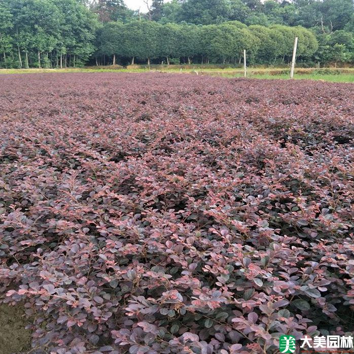 紅花檵木