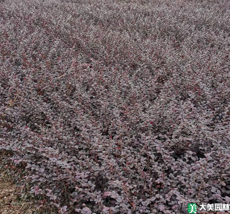 紅花檵木