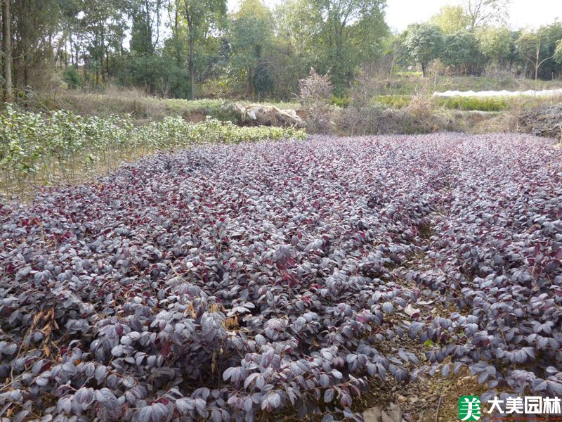 紅花檵木