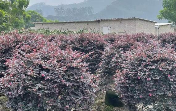 云南是否可以栽植紅花繼木