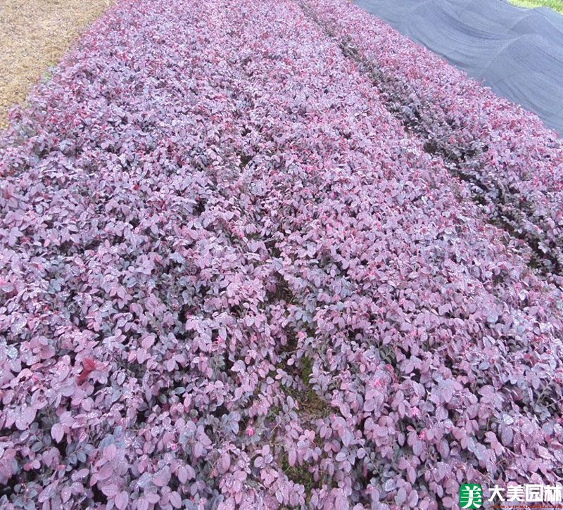 紅花檵木小苗