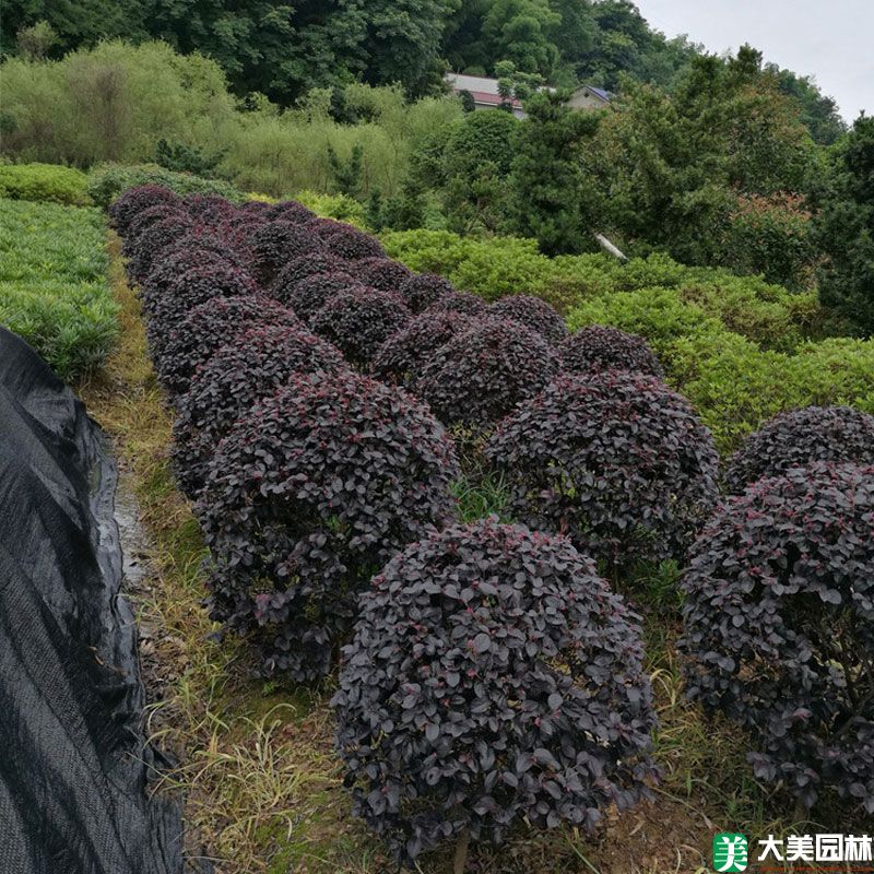 紅花檵木