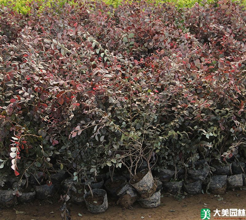 紅花檵木小苗