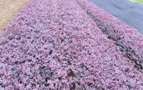 55cm高紅花繼木什么價格