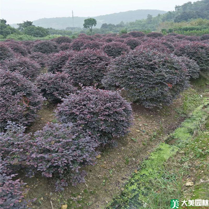 紅花檵木