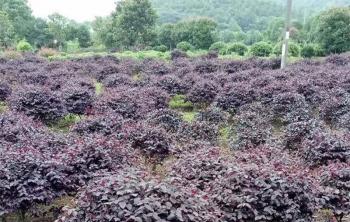 山東可以栽植紅花繼木嗎