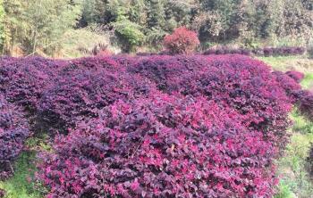 四川可以栽植紅花繼木嗎