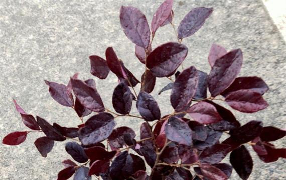 高度70公分的紅花繼木多少錢一棵