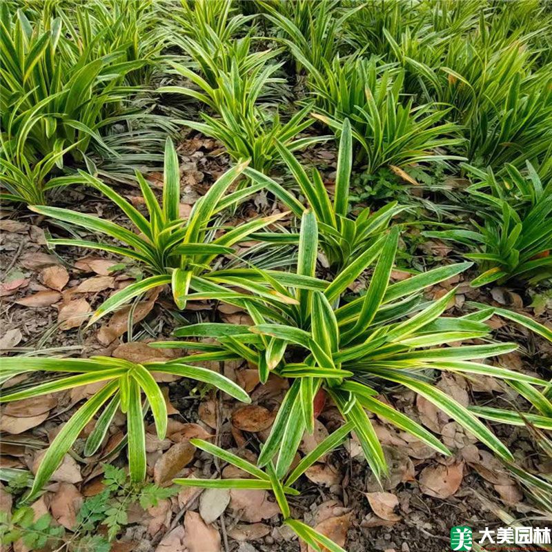 金邊闊葉麥冬草