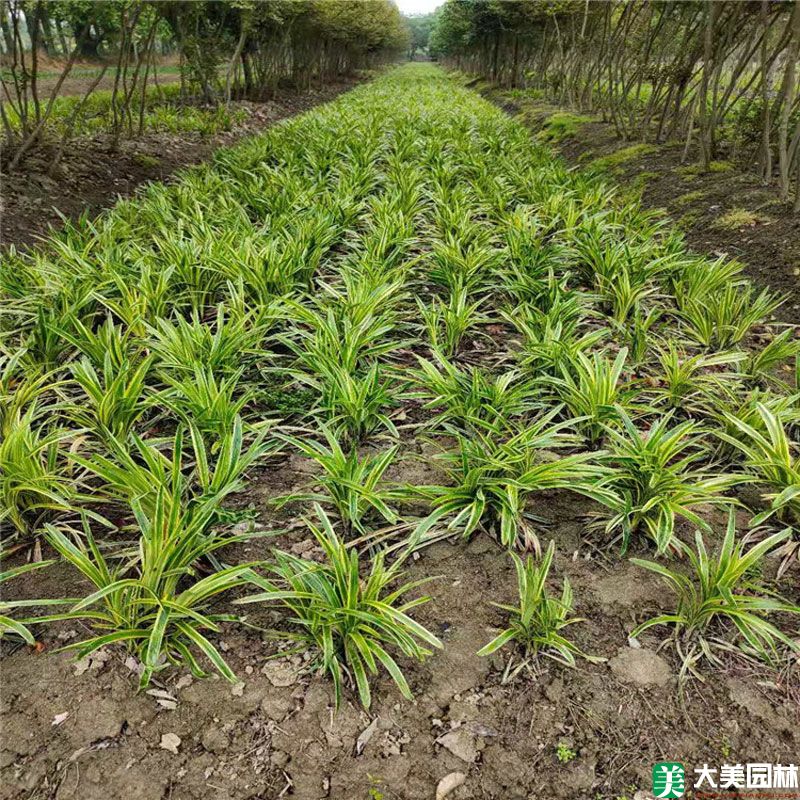 金邊闊葉麥冬草