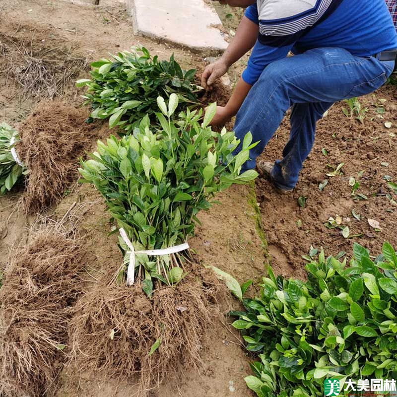 大葉梔子花小苗