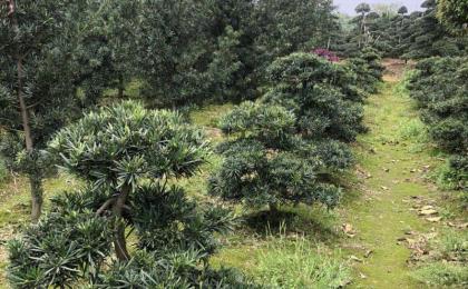 春季苗圃管理不能停，這些管理都需做到位