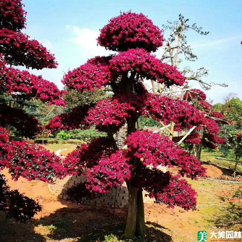 紅花檵木