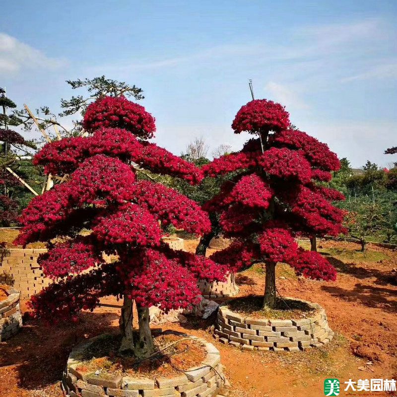 紅花檵木