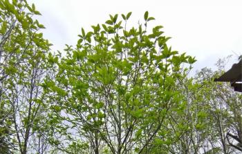 花卉苗木防病蟲害正當時