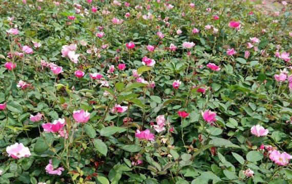 盆栽月季苗木去哪里買，當然選華南專業月季種植區，品種多產量大