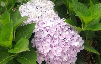 繡球花是四季開花嗎？