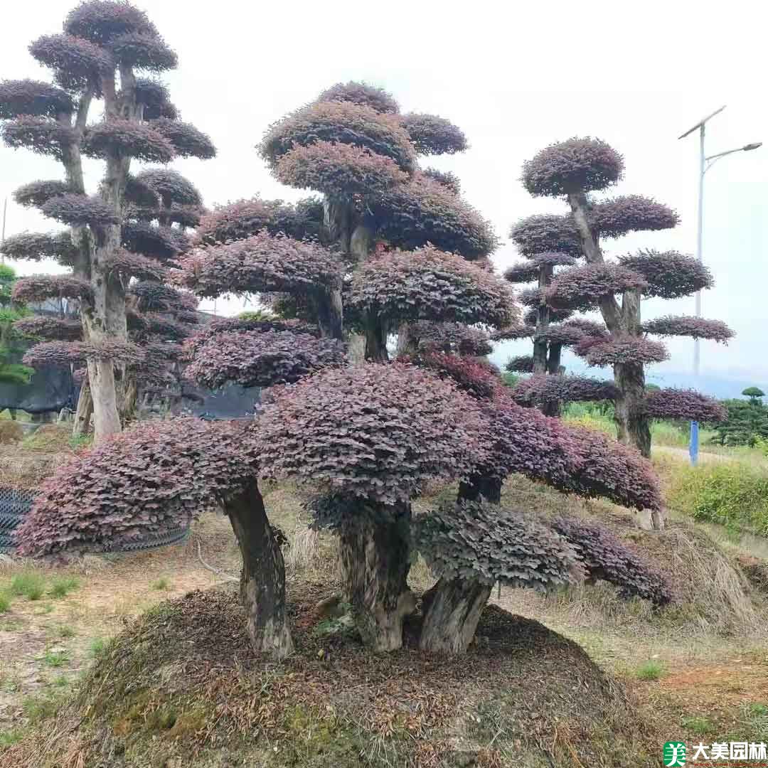 紅花繼木造型樹