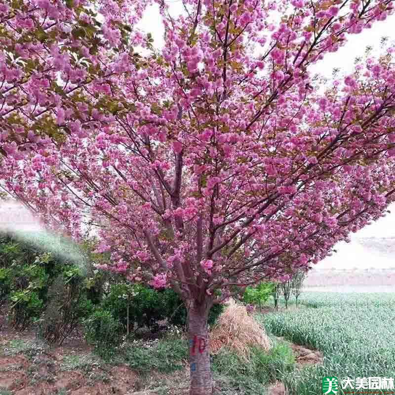 櫻花樹