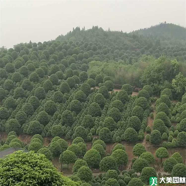 苗圃中的桂花樹