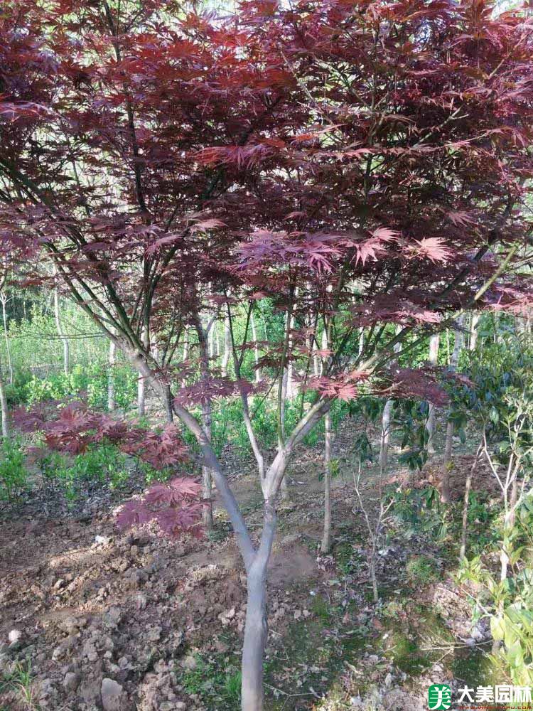 日本紅楓