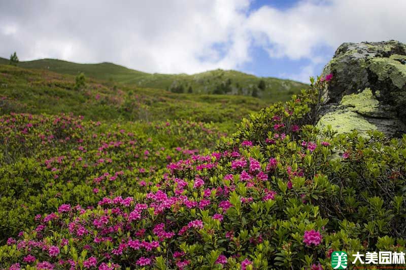 杜鵑花